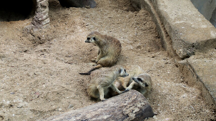Group of Meerkats Resting on Sandy Ground in a Zoo Enclosure with Natural Log and Rock Structure