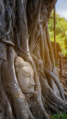Ayutthaya Buddha Head statue with trapped in Bodhi Tree roots at Wat Maha That (Ayutthaya).