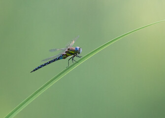 Southern Hawker Dragonfly resting on reed
