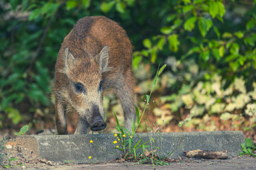 Wildschwein in der Großstadt