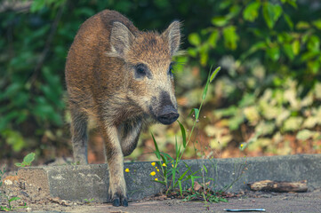 Wildschwein in der Großstadt