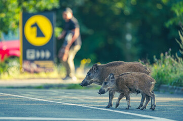 Wildschwein in der Großstadt