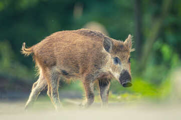 Wildschwein in der Großstadt