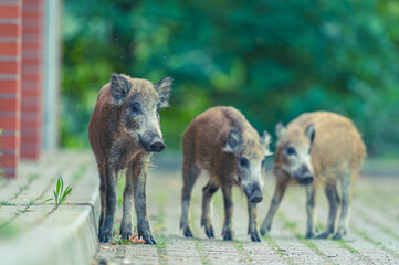 Fototapeta premium Wildschwein in der Großstadt