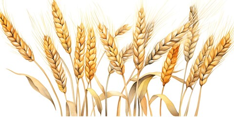 Watercolor illustration ears of wheat on white background.