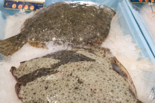 Fresh turbot fish for sale at a market stall