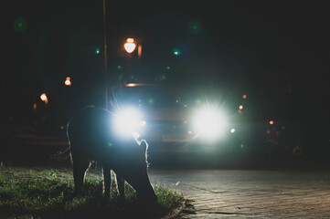 Wildschwein in der Gro&szlig;stadt