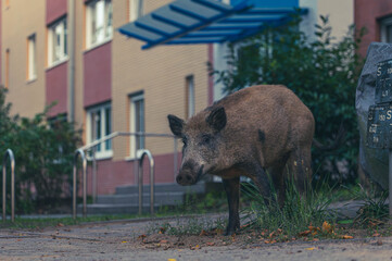 Wildschwein in der Gro&szlig;stadt
