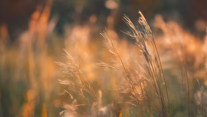 Summer grass background.grass field in the sunlight, Generative AI