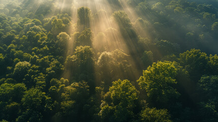 Obraz premium Majestic Woodland at Sunrise. Aerial Photograph with Light Rays coming through Trees. Nature Background