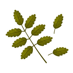 Branch of red rowan. Autumn leaves of trees. Beautiful leaf for design and decoration. Botanical object. Beauty in nature. Flat vector illustration on white background