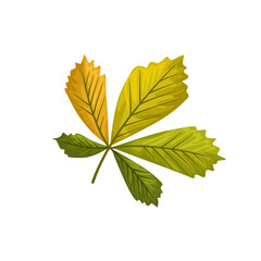 Green chestnut leaf. Autumn leaf. Flat vector illustration isolated on white background.