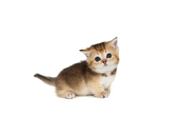 Small cute kitten