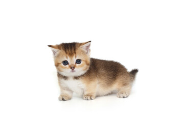 Obraz premium Small cute kitten