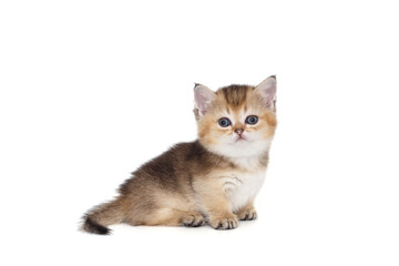 Small cute kitten