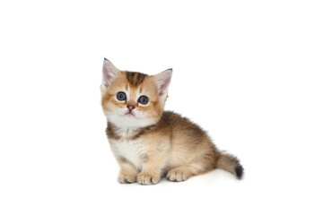 Fototapeta premium Small cute kitten