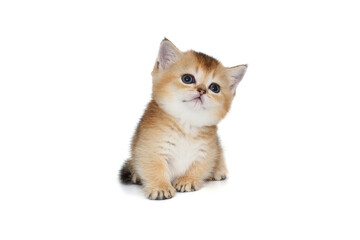 Small, short-legged Scottish kitten, looking up.