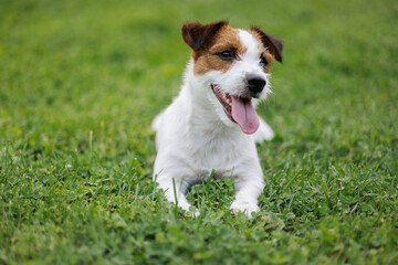 dog of the Jack Russell Terrier breed in the park on the green grass at sunset. 