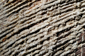Pine trunk after collecting resin. Cuttings on the trunk.
