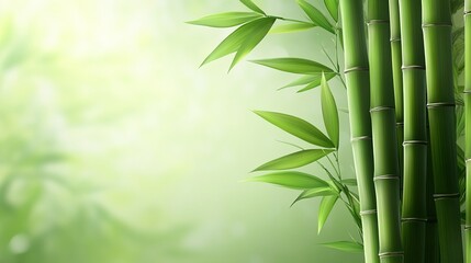 Bamboo stalks and leaves in a serene misty forest setting