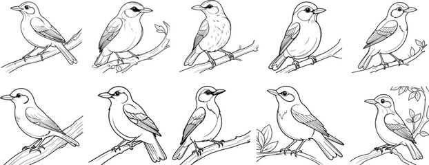 Thrush Bird hand drawing coloring page and outline vector design