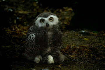 Surprised juvenile snowy owl with open mouth. Polar or white owl chick (Bubo scandiacus)