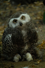 Surprised juvenile snowy owl with open mouth. Polar or white owl chick (Bubo scandiacus)