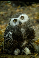 Surprised juvenile snowy owl with open mouth. Polar or white owl chick (Bubo scandiacus)