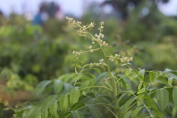 Hog plum small yellow flower with green background.