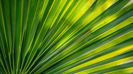 Palm leaf close up