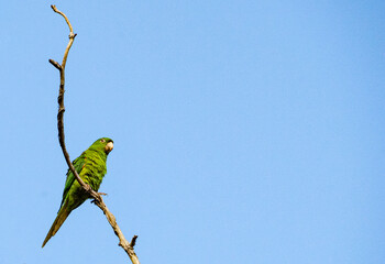 blue and yellow macaw
