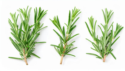 Fototapeta premium Green rosemary branches isolated on white background. Top view. Close-up.