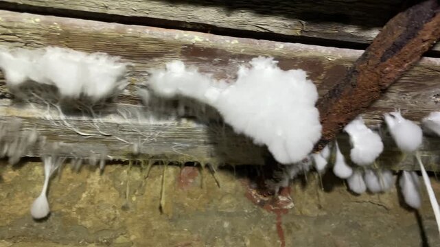 White mold growth spreads across a wooden beam in a damp basement, illustrating the effects of moisture and poor ventilation.