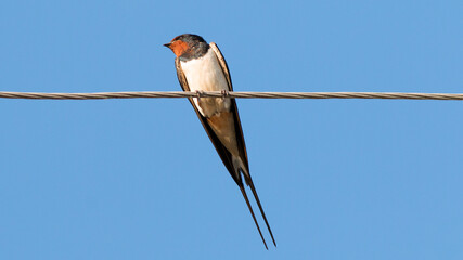 bird on a wire