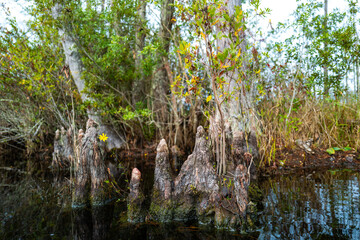 Forest of Swamp Cypresses with epiphytic Tillandsia plants, aerial roots of cypresses sticking out of water in swamp, Okefenokee Swamp, Georgia, USA