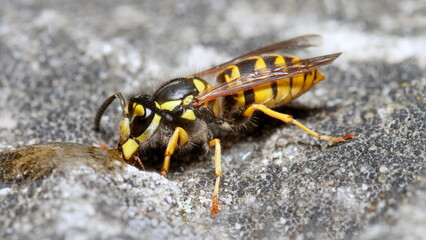 close up of a wasp