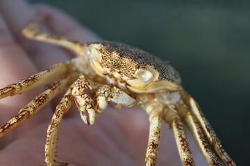 Close up of a crab shell. 