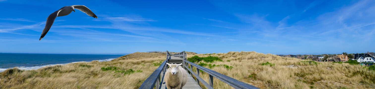 M&ouml;we und Schaf Br&uuml;ckenpanorama