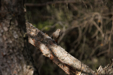 Pino con sombras en el bosque con colirrojo tizón phoenicurus ochruros posado, Alcoy, España
