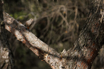 Pino con sombras en el bosque con colirrojo tizón phoenicurus ochruros posado, Alcoy, España