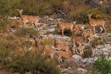 Manada de muflones ( Ammotragus lervia ) con crias en la zona recreativa del Preventorio de Alcoy, España
