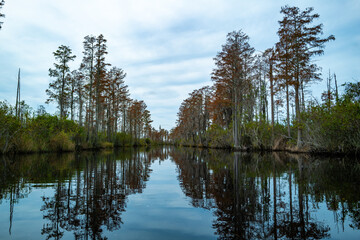 View image of swamp cypress trees reflecting in the calm water in the swamp, Okefenokee Swamp, Georgia, USA