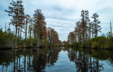 View image of swamp cypress trees reflecting in the calm water in the swamp, Okefenokee Swamp, Georgia, USA