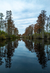 View image of swamp cypress trees reflecting in the calm water in the swamp, Okefenokee Swamp, Georgia, USA