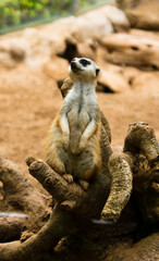 Fototapeta premium Suricata