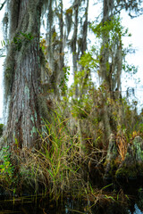 A flooded cypress forest with epiphytic Tillandsia plants on cypress branches, Okefenokee Swamp, Georgia