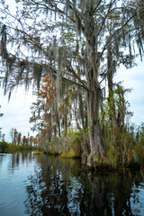 View image of swamp cypress trees reflecting in the calm water in the swamp, Okefenokee Swamp, Georgia, USA