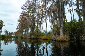 View image of swamp cypress trees reflecting in the calm water in the swamp, Okefenokee Swamp, Georgia, USA