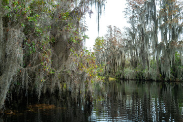 A flooded cypress forest with epiphytic Tillandsia plants on cypress branches, Okefenokee Swamp, Georgia, USA