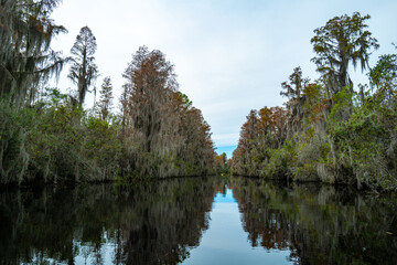 Fototapeta premium A flooded cypress forest with epiphytic Tillandsia plants on cypress branches, Okefenokee Swamp, Georgia, USA